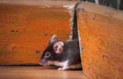 灭鼠公司如何针对农贸市场消灭老鼠