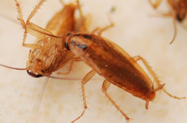 来学学五种消灭蟑螂的方法很好用