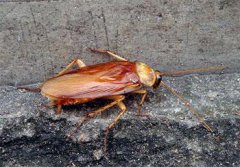 冬季家里也需要灭蟑螂吗？