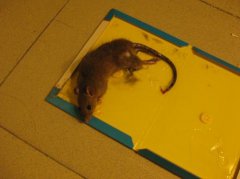 强力粘鼠板上的胶水能粘到老鼠吗？