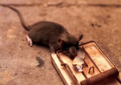 让老鼠逃离家里有什么好的方法