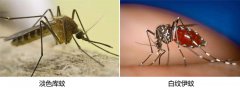 蚊虫如何越冬以及应该如何消灭治理呢？