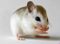 怎么能分辨老鼠的种类？