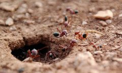 屋内使用什么能消灭蚂蚁
